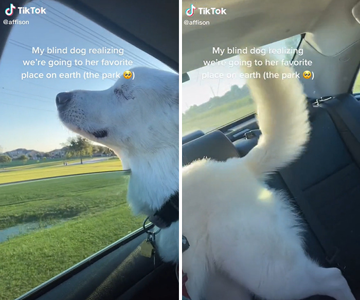 The Moment When A Blind Dog Realized She Was Going To The Dog Park Won People's Hearts On The Internet