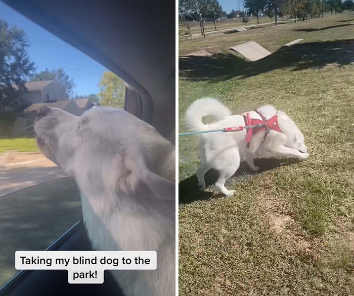 The Moment When A Blind Dog Realized She Was Going To The Dog Park Won People's Hearts On The Internet