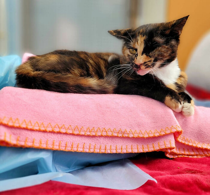 Meet Trudie, The 'Miracle' Cat Who Survived Being Run Over By A Bus And Found A New Forever Home