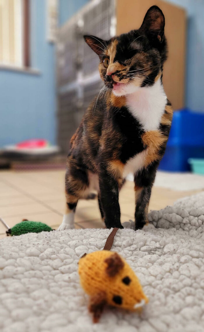 Meet Trudie, The 'Miracle' Cat Who Survived Being Run Over By A Bus And Found A New Forever Home Meet Trudie, The 'Miracle' Cat Who Survived Being Run Over By A Bus And Found A New Forever Home