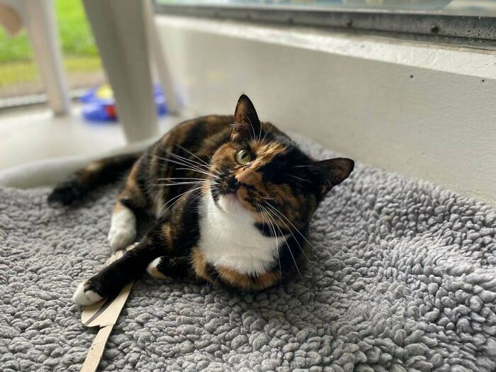 Cat Finds New Home Following 6-Month Recovery From Being Run Over By A Bus
