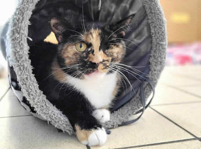 Meet Trudie, The 'Miracle' Cat Who Survived Being Run Over By A Bus And Found A New Forever Home Meet Trudie, The 'Miracle' Cat Who Survived Being Run Over By A Bus And Found A New Forever Home