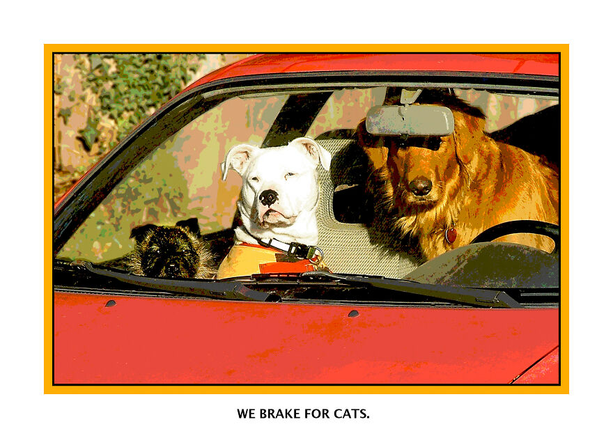 Who Doesn't Love Dogs In Cars?