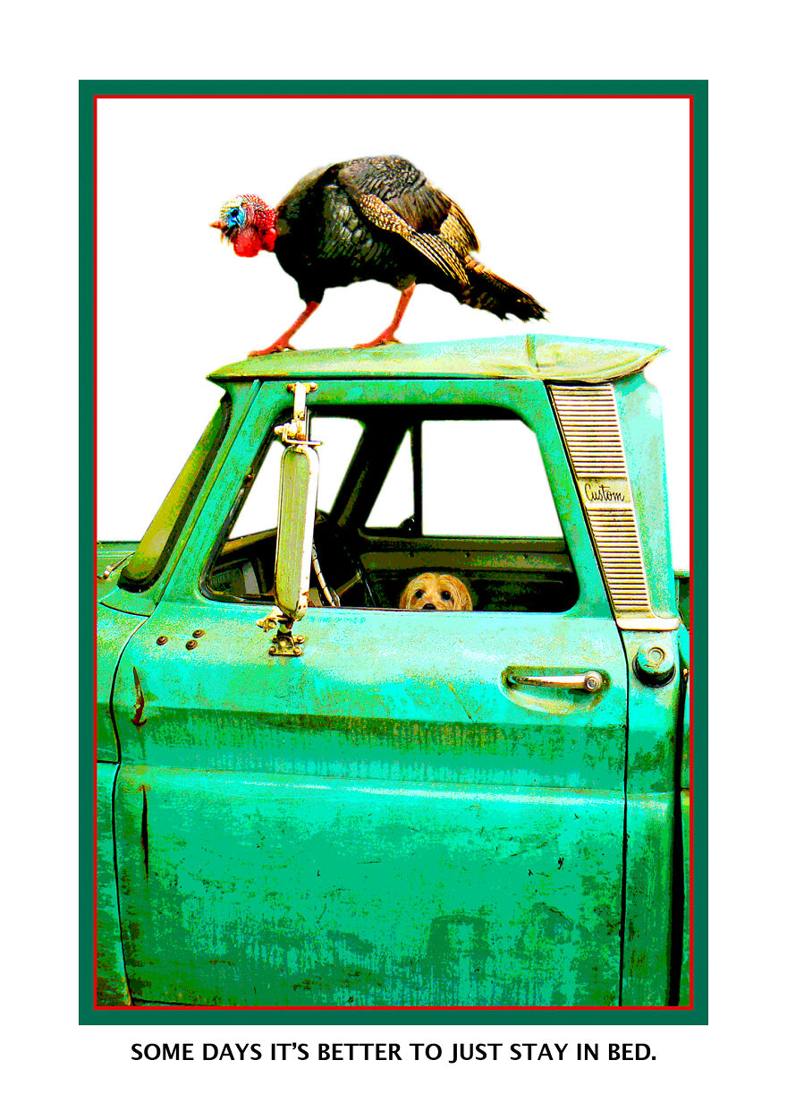 Who Doesn't Love Dogs In Cars?