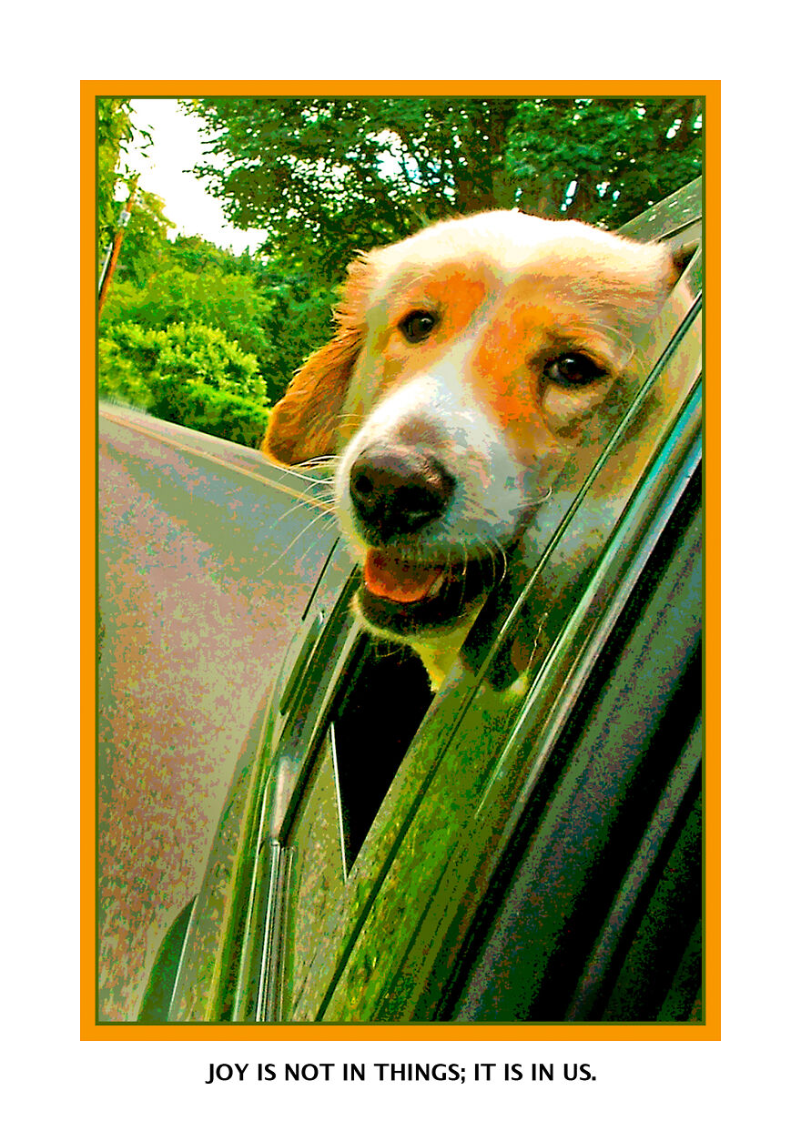 Who Doesn't Love Dogs In Cars?