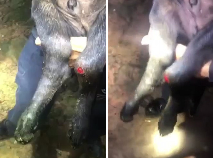 Woman Shows Her Selflessness When She Tries To Calm Her Dog During An Earthquake Woman Shows Her Selflessness When She Tries To Calm Her Dog During An Earthquake