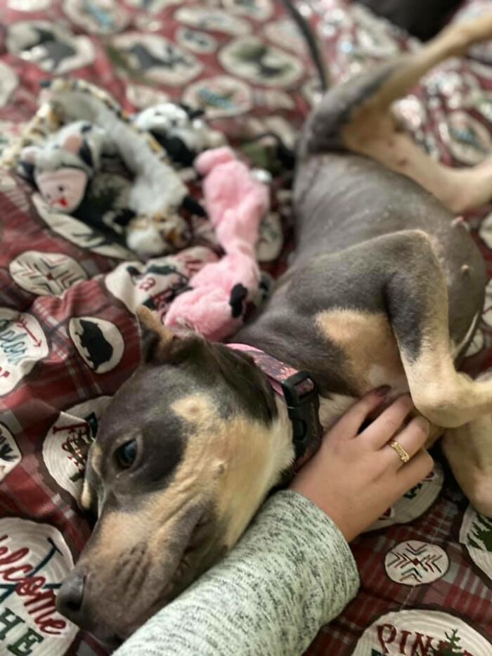 Woman Takes A Starving Pit Bull Under Her Wing After It Had Been Found Locked Up In An Abandoned House With A Broken Leg And No Food Woman Takes A Starving Pit Bull Under Her Wing After It Had Been Found Locked Up In An Abandoned House With A Broken Leg And No Food