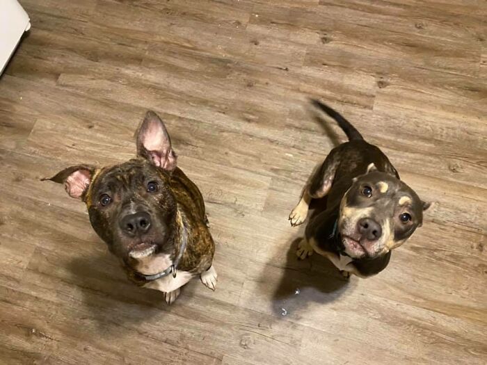 Woman Takes A Starving Pit Bull Under Her Wing After It Had Been Found Locked Up In An Abandoned House With A Broken Leg And No Food Woman Takes A Starving Pit Bull Under Her Wing After It Had Been Found Locked Up In An Abandoned House With A Broken Leg And No Food