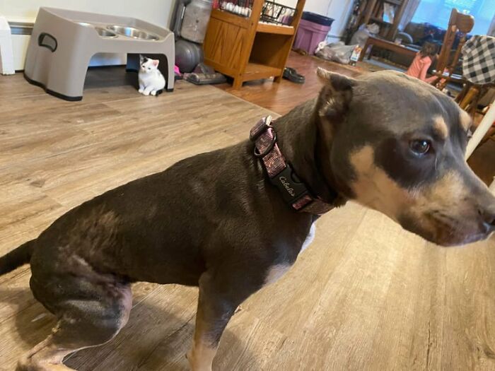 Woman Takes A Starving Pit Bull Under Her Wing After It Had Been Found Locked Up In An Abandoned House With A Broken Leg And No Food Woman Takes A Starving Pit Bull Under Her Wing After It Had Been Found Locked Up In An Abandoned House With A Broken Leg And No Food