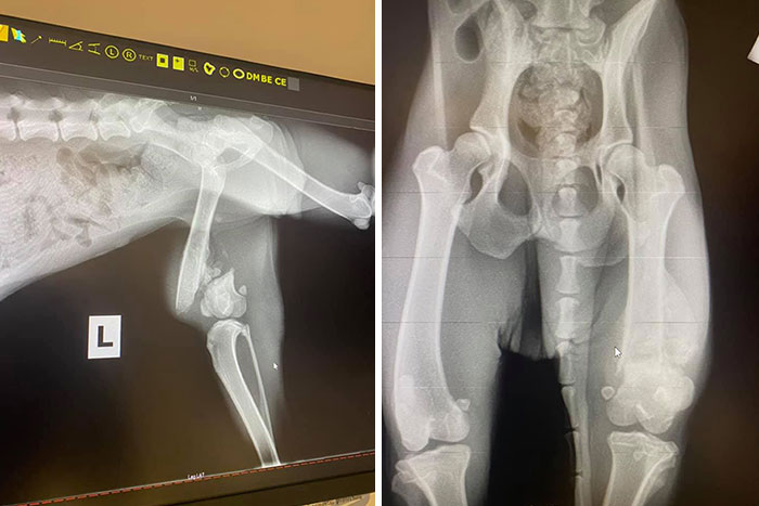 Woman Takes A Starving Pit Bull Under Her Wing After It Had Been Found Locked Up In An Abandoned House With A Broken Leg And No Food Woman Takes A Starving Pit Bull Under Her Wing After It Had Been Found Locked Up In An Abandoned House With A Broken Leg And No Food