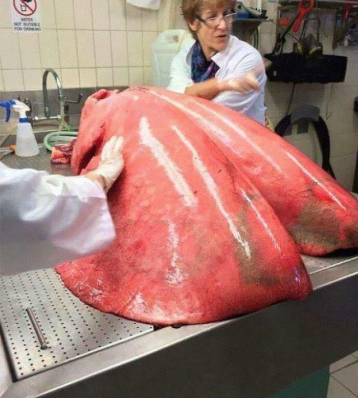 Fully Inflated Horse Lungs