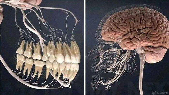 Así se ven los nervios de los dientes