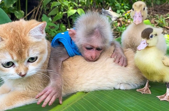 Rescued Indonesian Monkey Makes Friends Everywhere She Goes, And The Internet Loves It (35 Pics)