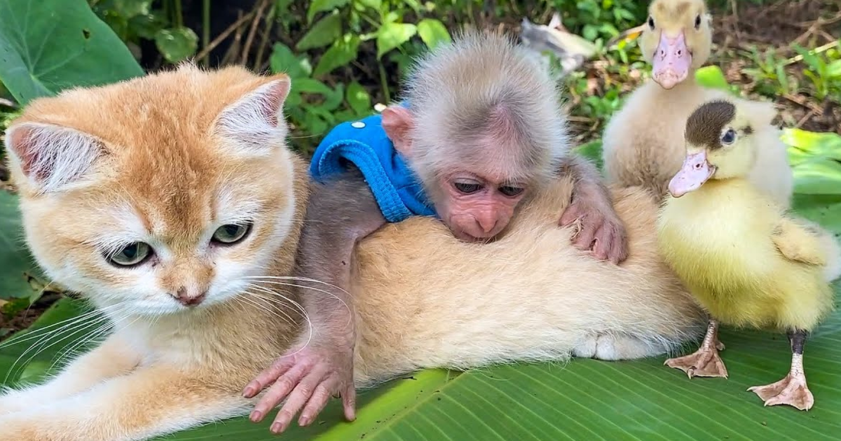 Rescued Indonesian Monkey Makes Friends Everywhere She Goes, And The  Internet Loves It (35 Pics)