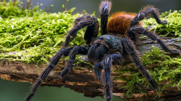 animals_hero_spiders-618362922d2ce.jpg