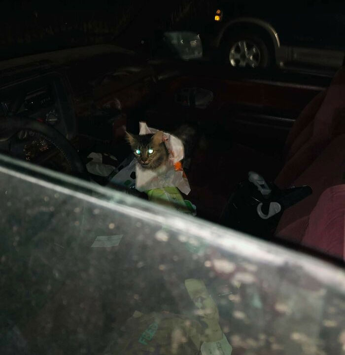 My Dad Left His Window Down In His Truck While He Stepped Away For A Few Minutes And A Feral Cat Got In And Ate All Of His Tacos