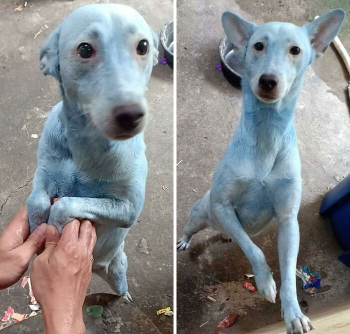 Owner Used The Wrong Shampoo (It's Hair Dye)