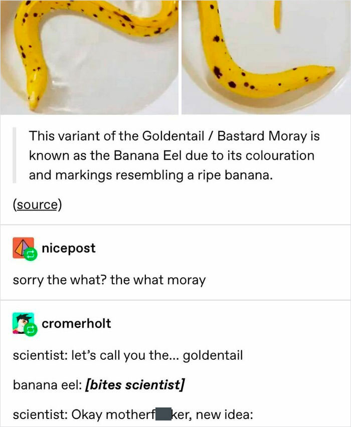 This Eel Is Bananas. B A N A...