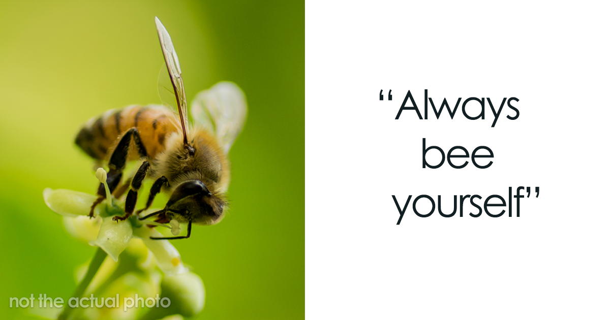 Cutest Bee Puns That’ll Positively Beewitch You Bored Panda