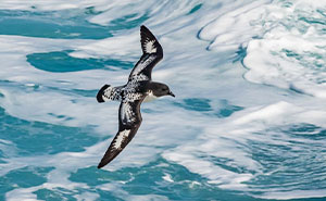 "BirdLife Australia" Released Their 2022 Calendar And It Features Incredible Bird Photographs