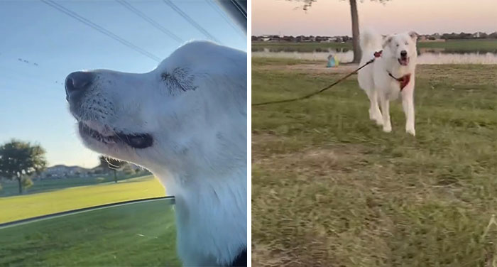 The Moment When A Blind Dog Realized She Was Going To The Dog Park Won People’s Hearts On The Internet