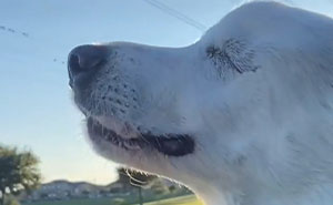 The Moment When A Blind Dog Realized She Was Going To The Dog Park Won People's Hearts On The Internet