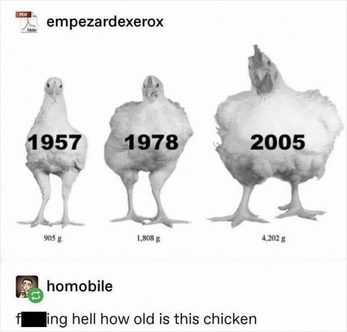 Prized 'Ken, The Thicc And Undying Fowl