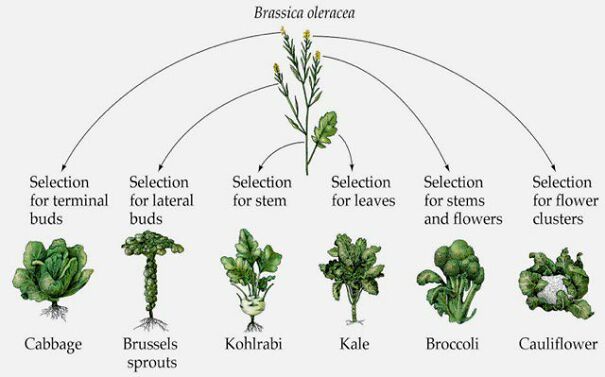 brassica-oleracea0-1-618c3d5f94dcb.jpg