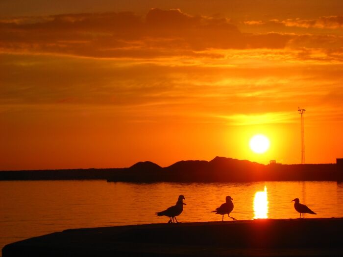 Port Of Hirtshals, Denmark. With Dancing Gulls