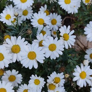 catusieburger avatar