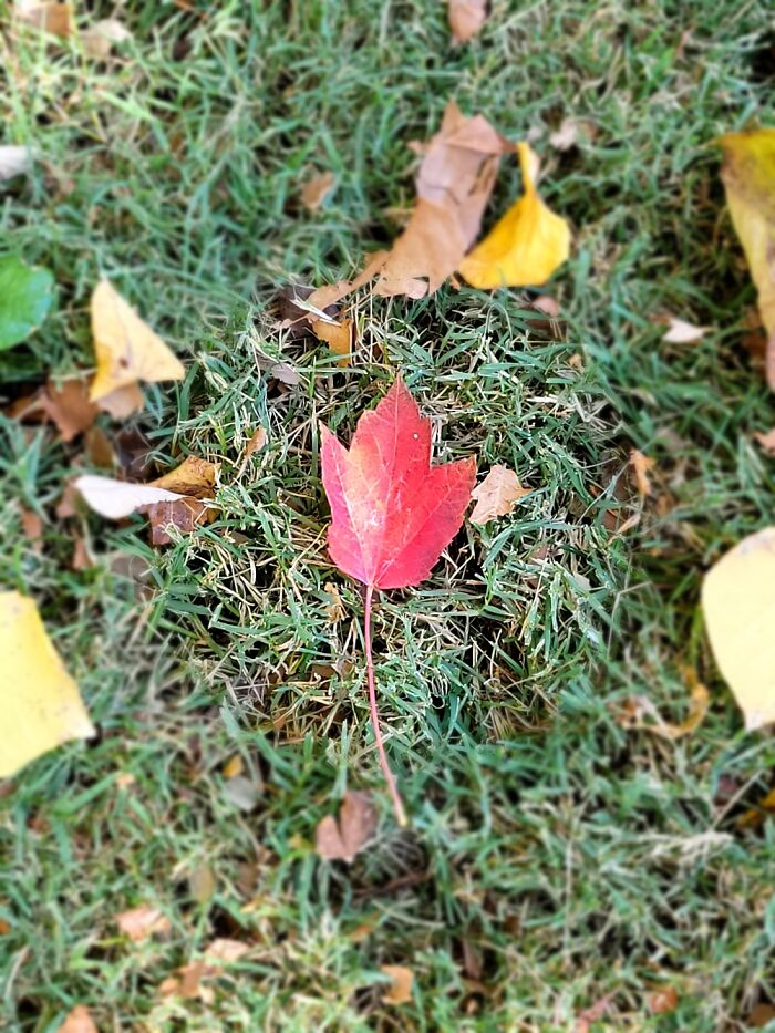 Only Red Leaf On The Ground.