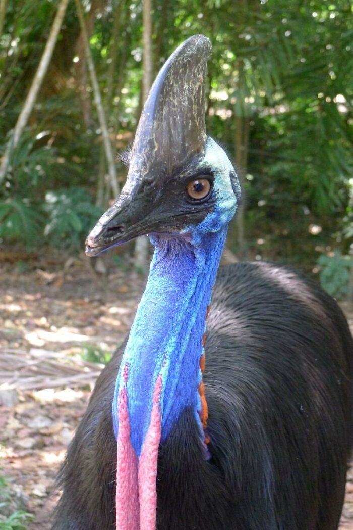 The Cassowary. Because It's Still Here