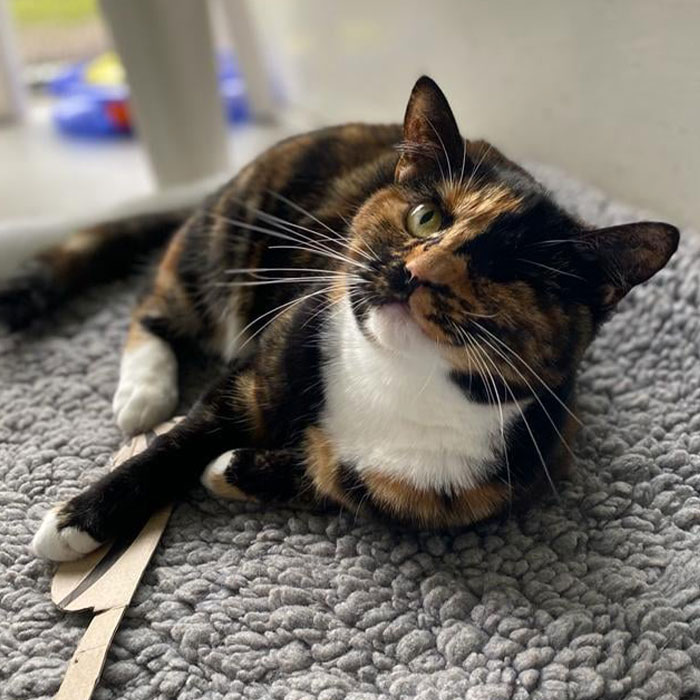 Meet Trudie, The ‘Miracle’ Cat Who Survived Being Run Over By A Bus And Found A New Forever Home