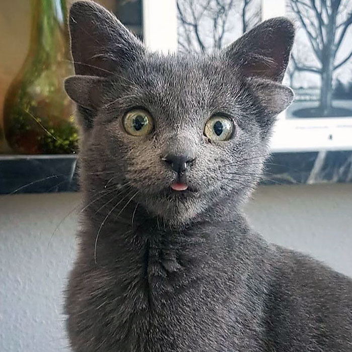 Rescue Kitten With Two Sets Of Ears Becomes An Internet Sensation
