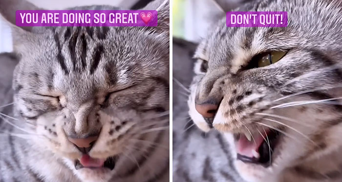 This Cat Is Not Only Keeping Her Owner Company, But Also Gives Wholesome Advice To Others, And Her Fans Melt Over Her