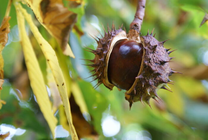 A Chestnut