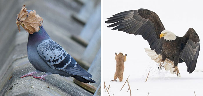 The 16 Funniest Wildlife Photos Of 2021 Have Been Announced, And They Just Might Make Your Day