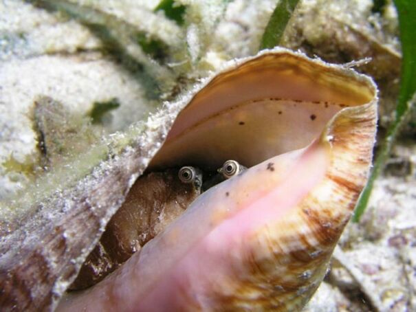 conch-eyes-6180d3f924288.jpg