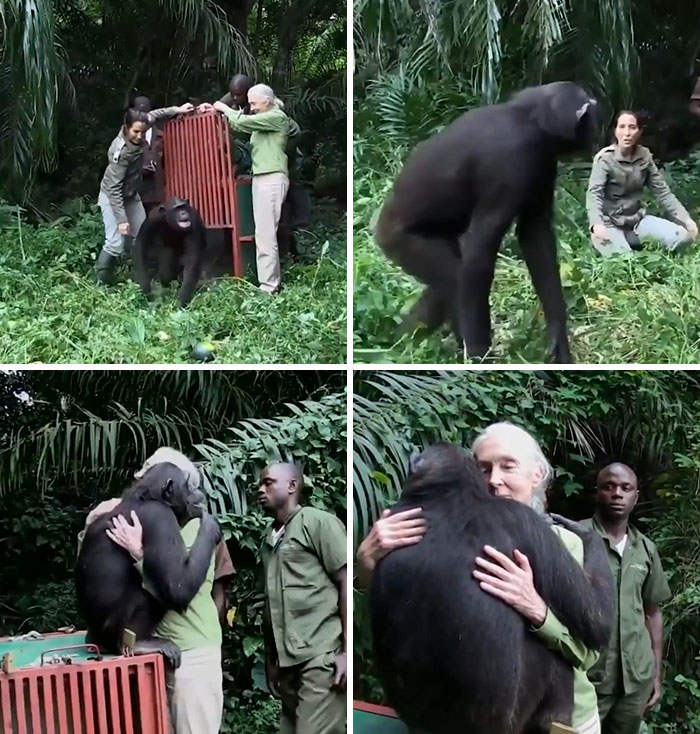 Rehabilitated Chimpanzee Named Wounda Showed Gratefulness To Jane And Team Upon Release Back To The Wild
