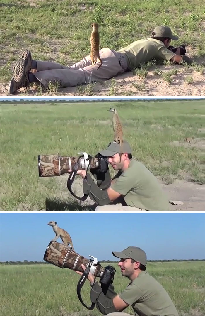 Fotógrafo intentando retratar a unos suricatos