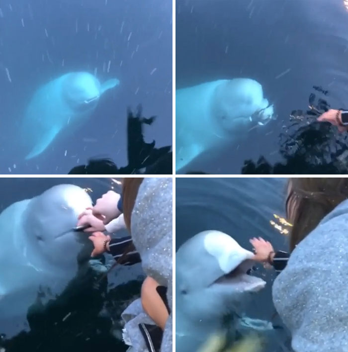 Beluga Whale Saves An iPhone From The Sea In Norway