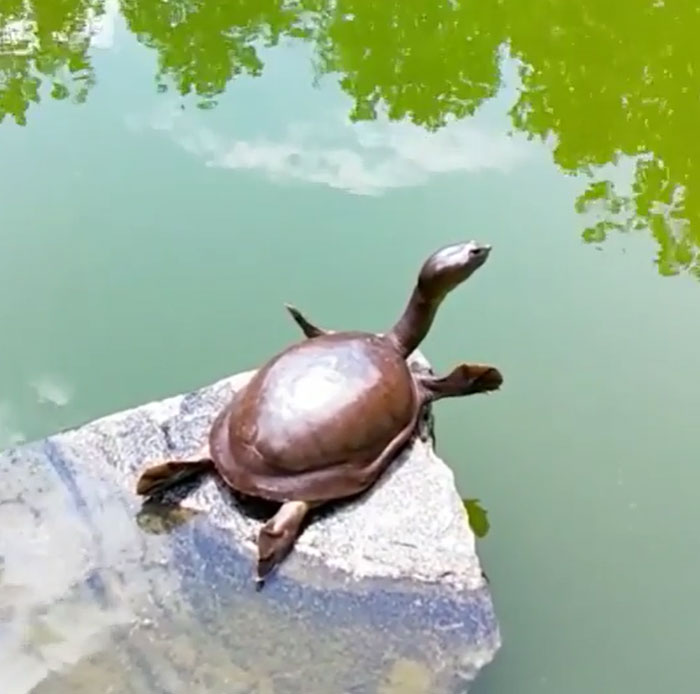 Turtle Enjoying A Nice Morning Stretch