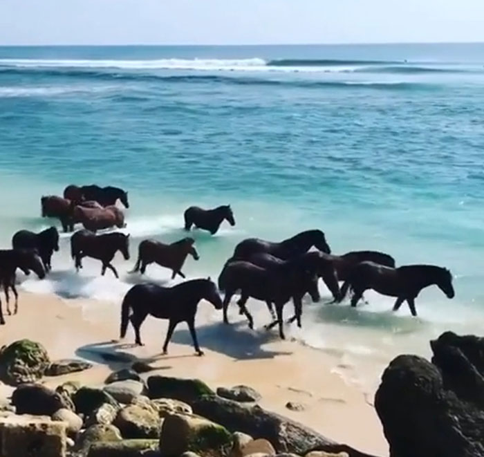 Wild Horses Enjoy The Ocean