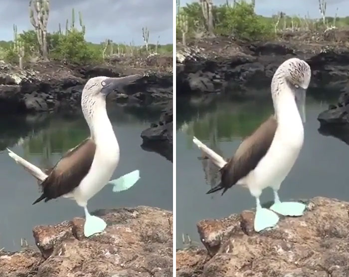 A Blue-Footed Booby Proudly Showing Off Their Very Impressive Feet
