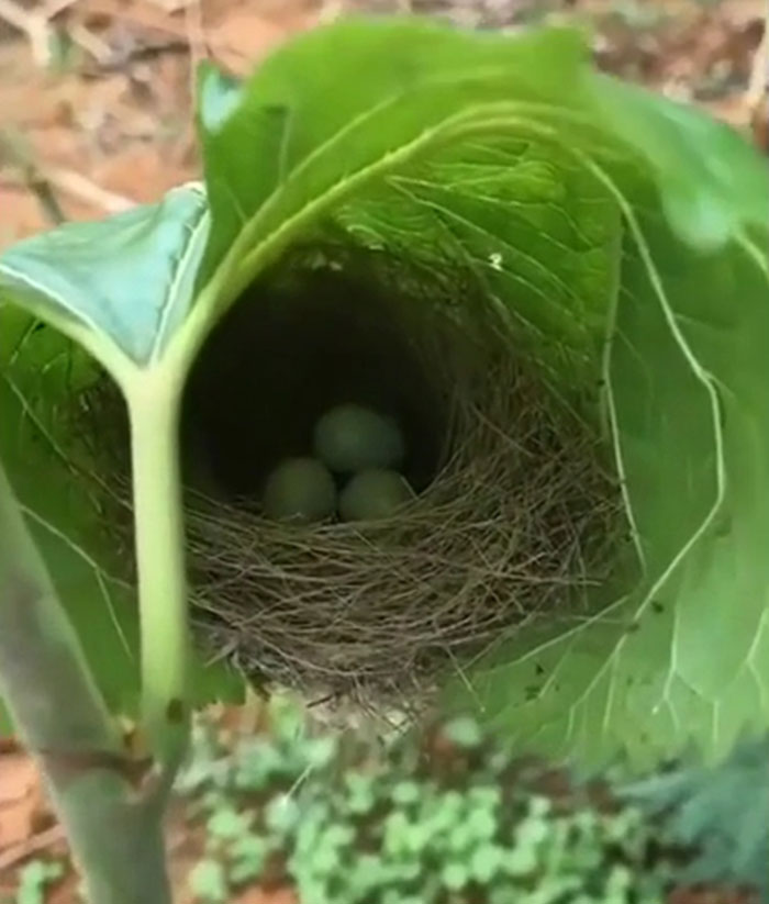 Amazingly Woven Nest In A Leaf. Birds Are Genius Architects