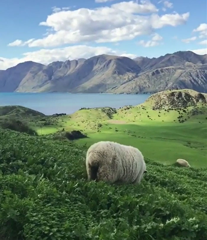 Natural Grasses Of Wanaka, New Zealand