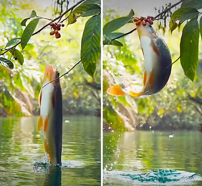Fish Eating Berries