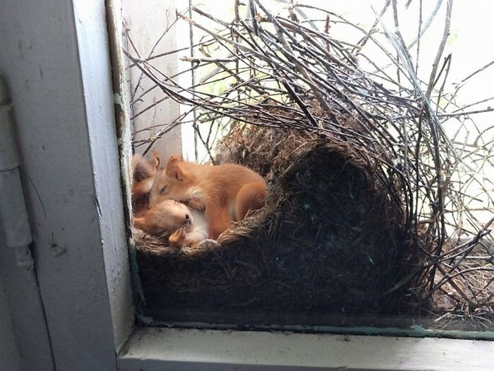 Squirrel Nest