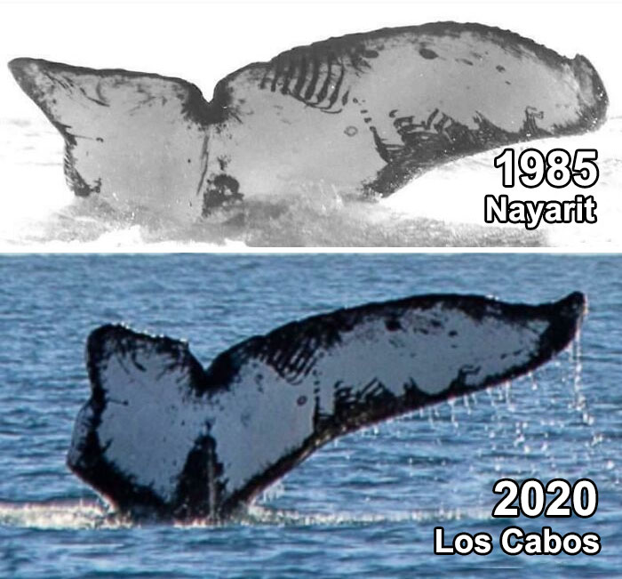 La misma ballena encontrada tras 35 años en la costa oeste de México