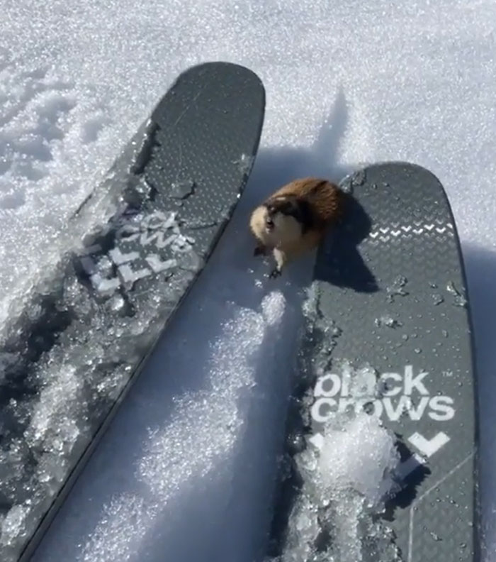 A Skier Encountering A Highly Territorial Lemming On The Slopes